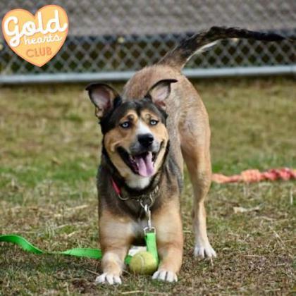 Jade, Adoptable, Adult Female Shepherd & Mixed Breed.