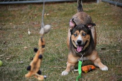 Jade, a Adoptable mixed breed in Ann Arbor, MI image 1/3