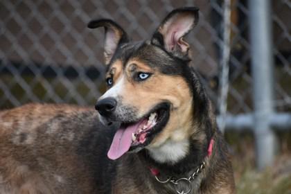 Jade, a Adoptable mixed breed in Ann Arbor, MI image 3/3