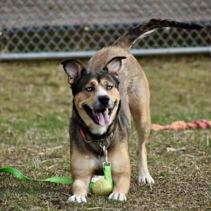 Jade, a Adoptable mixed breed in Ann Arbor, MI image 3/3