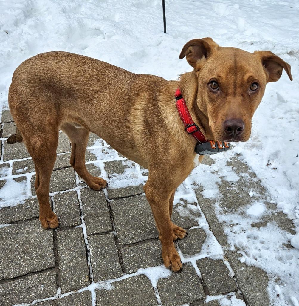 Boss Hogg $250, Adoptable, Adult Male Golden Retriever & Mixed Breed.