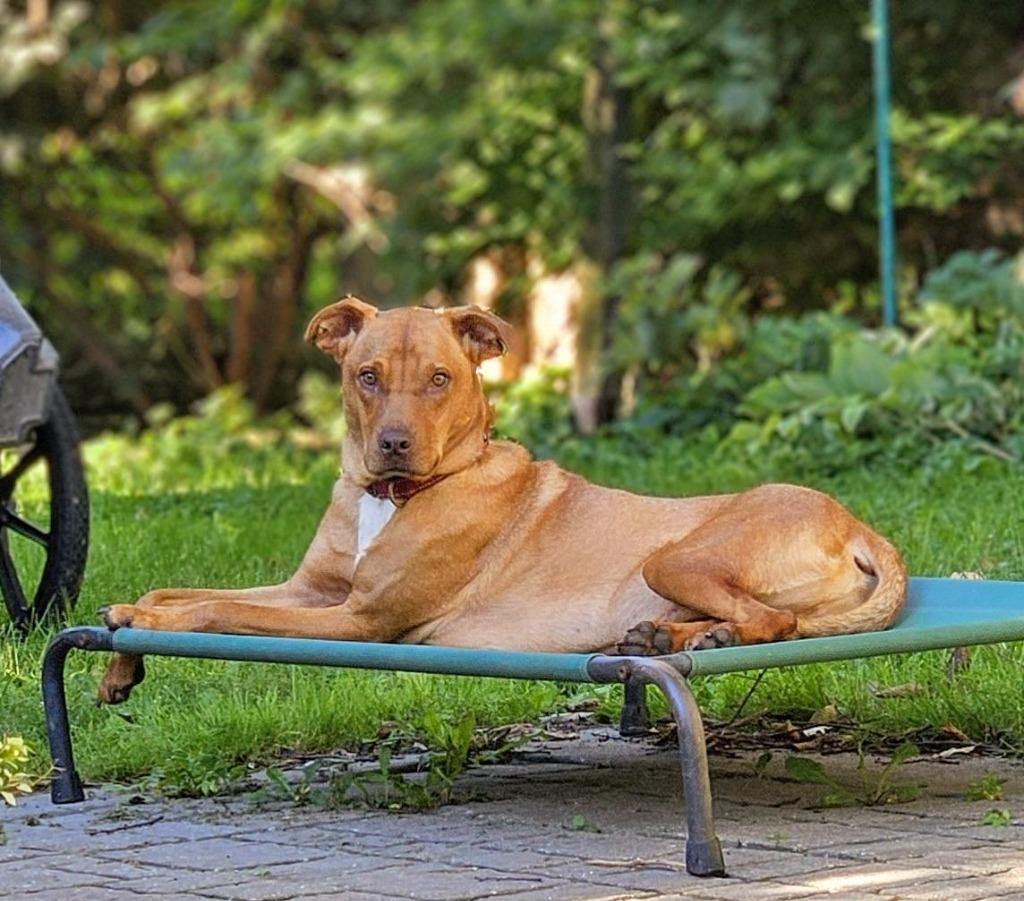 Boss Hogg $400, Adoptable, Young Male Golden Retriever & Mixed Breed.