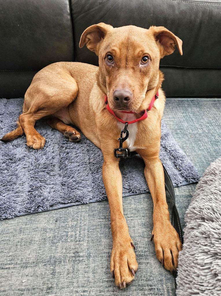 Boss Hogg $250, a Adoptable mixed breed in Milwaukee, WI image 2/4