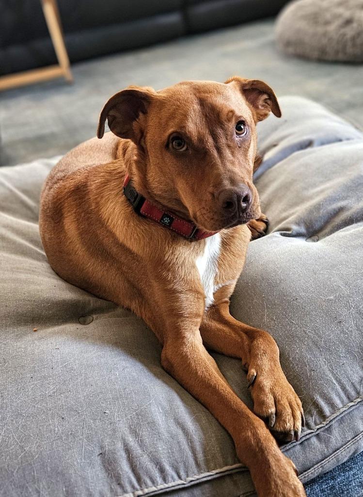 Boss Hogg $400, a Adoptable mixed breed in Milwaukee, WI image 3/6