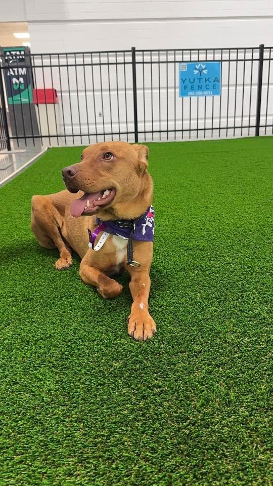 Boss Hogg $250, a Adoptable mixed breed in Milwaukee, WI image 3/4