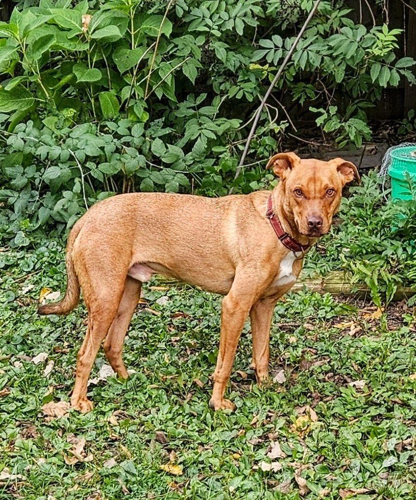 Boss Hogg $400, a Adoptable mixed breed in Milwaukee, WI image 4/6