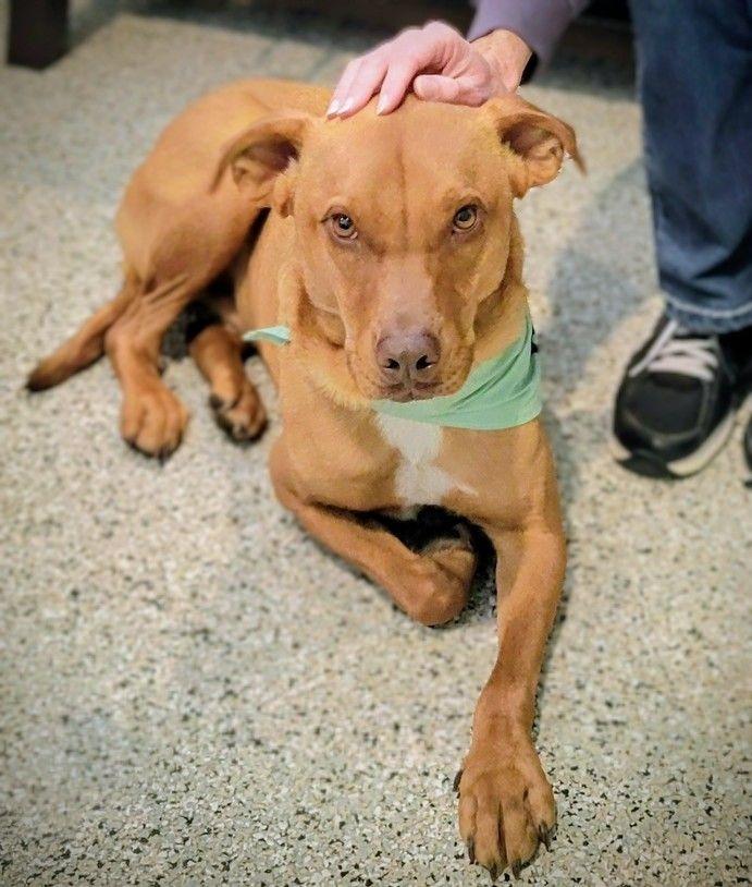 Boss Hogg $400, a Adoptable mixed breed in Milwaukee, WI image 5/6