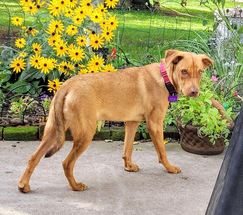 Boss Hogg $400, a Adoptable mixed breed in Milwaukee, WI image 6/6