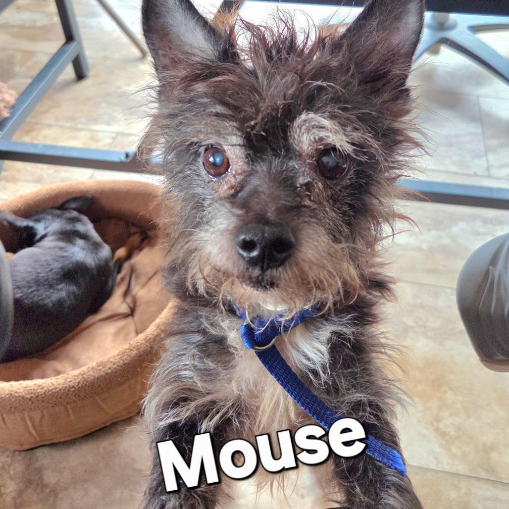 Enlarge Mouse, a Adoptable Fox Terrier in Tunkhannock, PA image 1/1