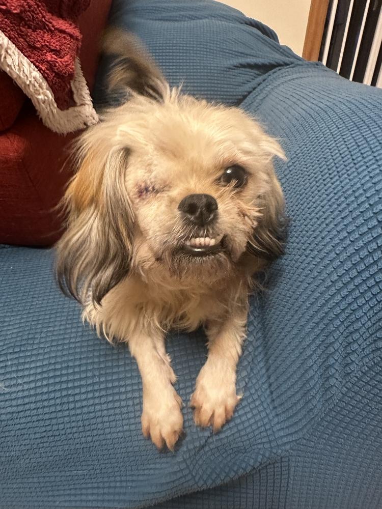 Enlarge Solo, a Adoptable Pekingese in Jefferson Hills, PA image 1/5