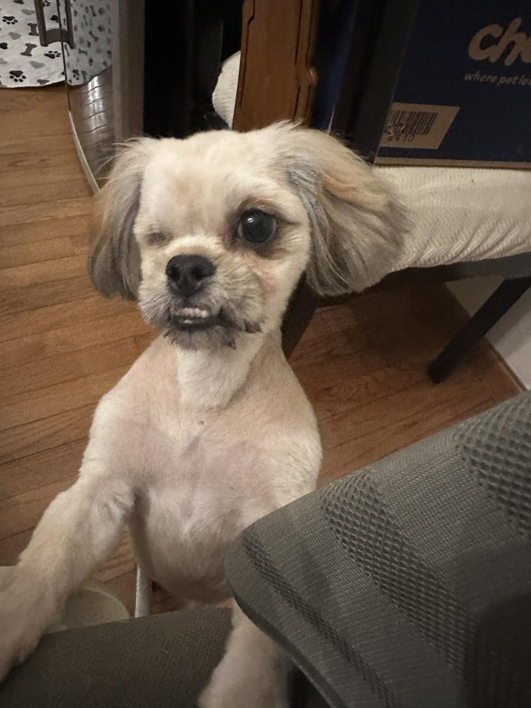 Enlarge Solo, a Adoptable Pekingese in Jefferson Hills, PA image 2/5