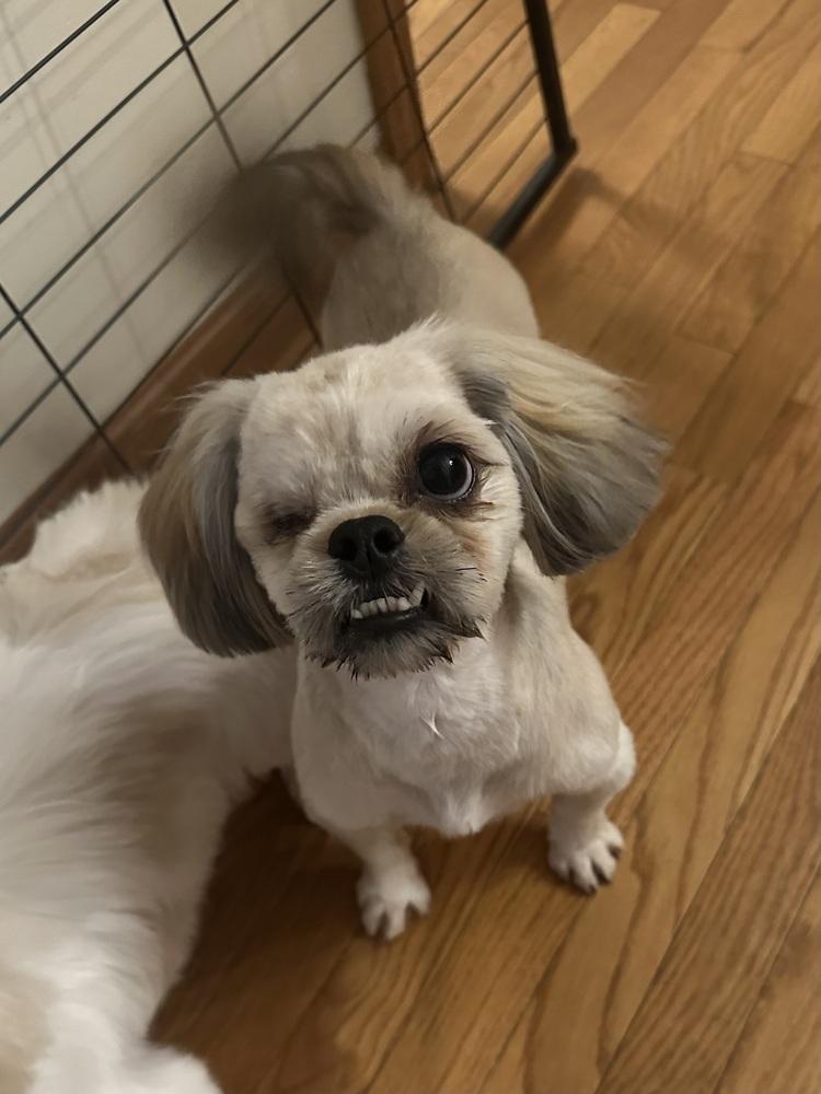 Enlarge Solo, a Adoptable Pekingese in Jefferson Hills, PA image 3/5