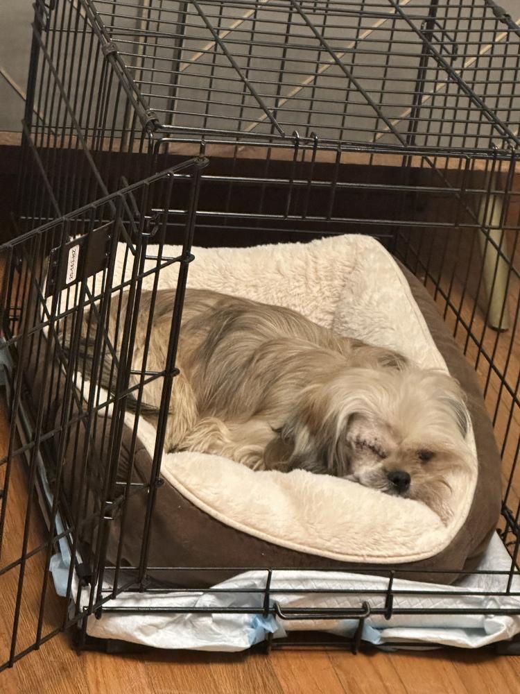 Enlarge Solo, a Adoptable Pekingese in Jefferson Hills, PA image 4/5