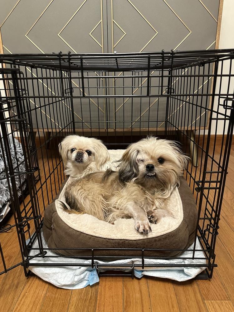 Enlarge Solo, a Adoptable Pekingese in Jefferson Hills, PA image 5/5