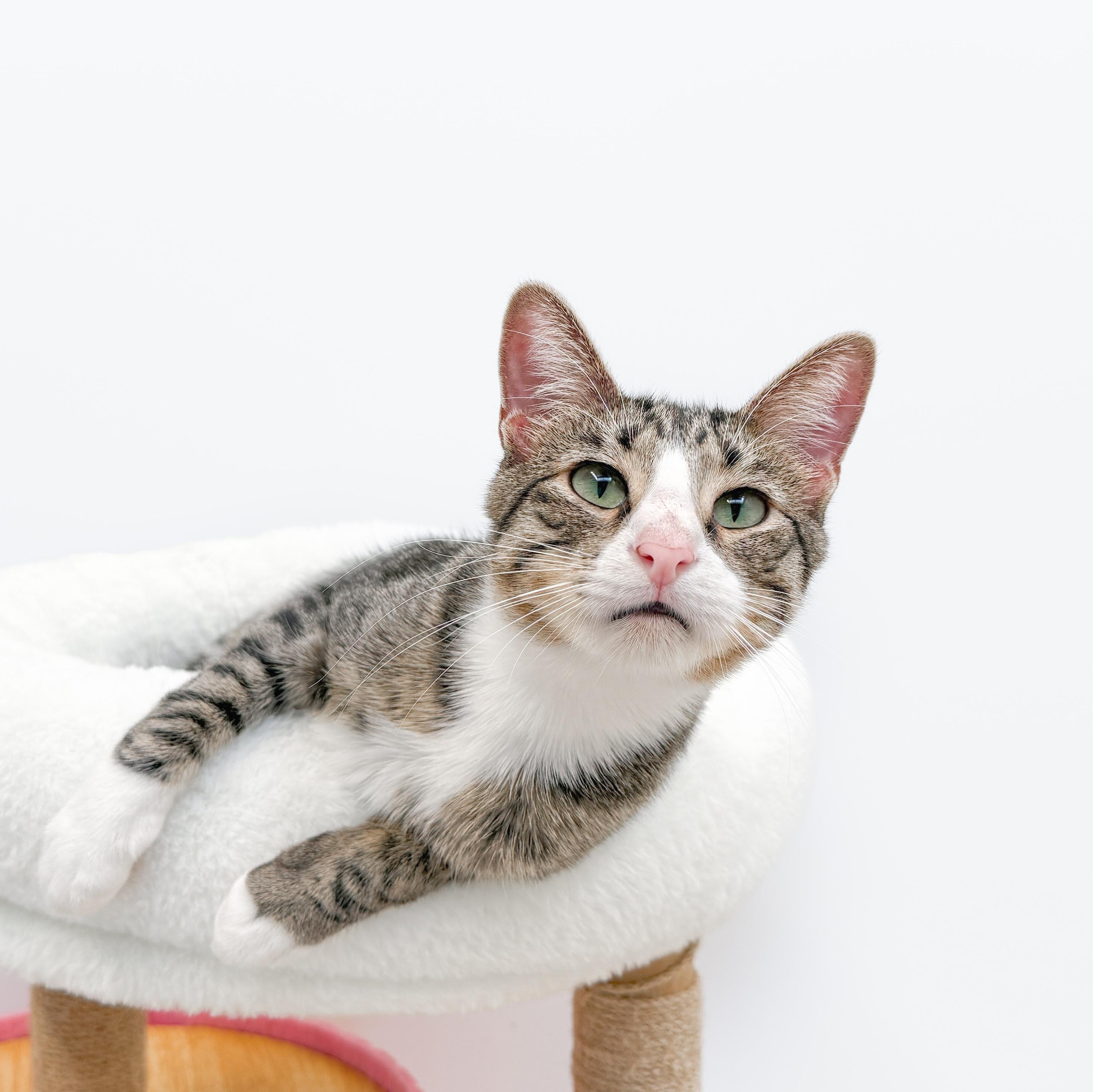 Franz, Adoptable, Adult Male Tabby.