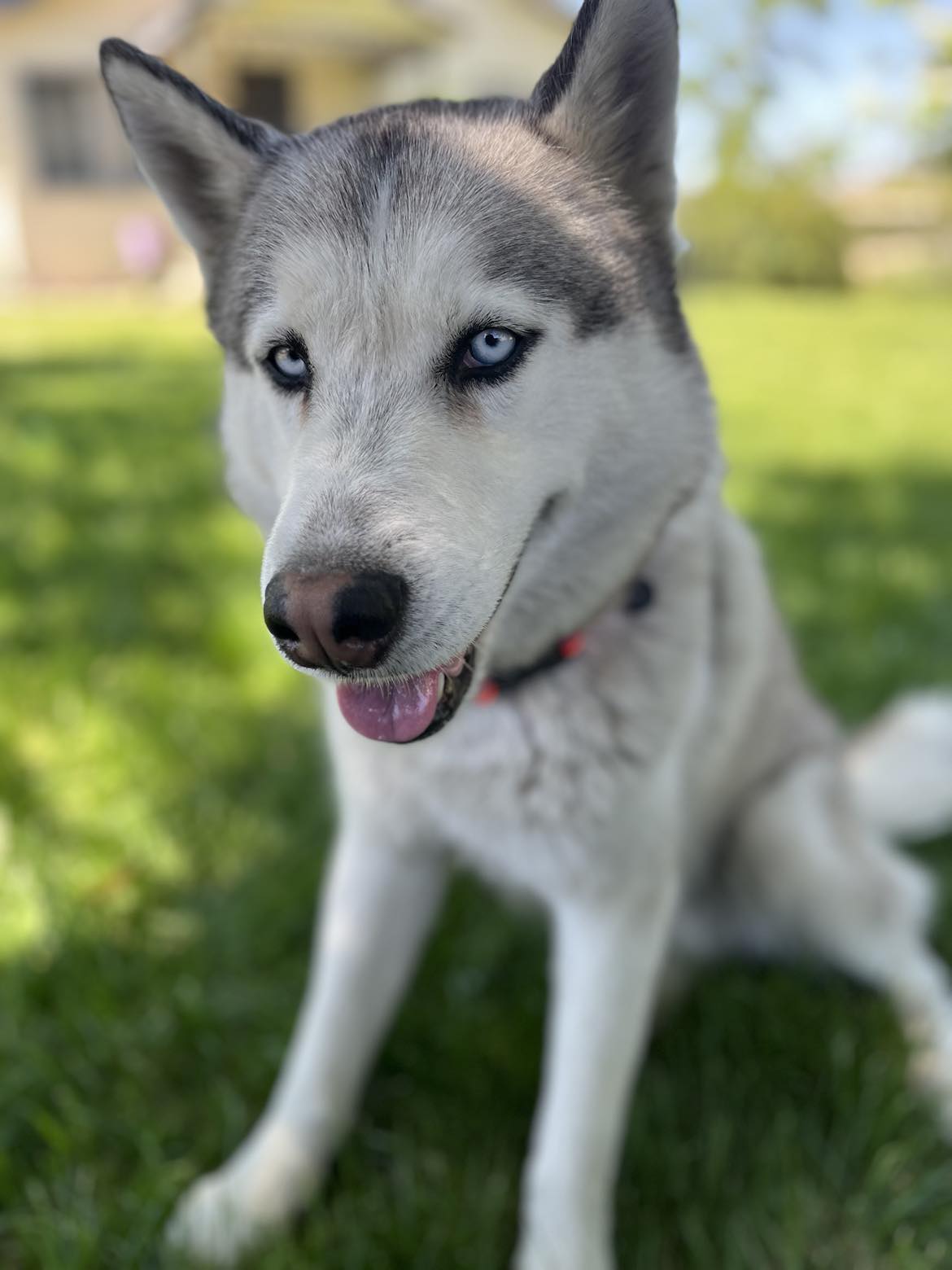 Casanova - Handsome Boy, Adult Male Husky