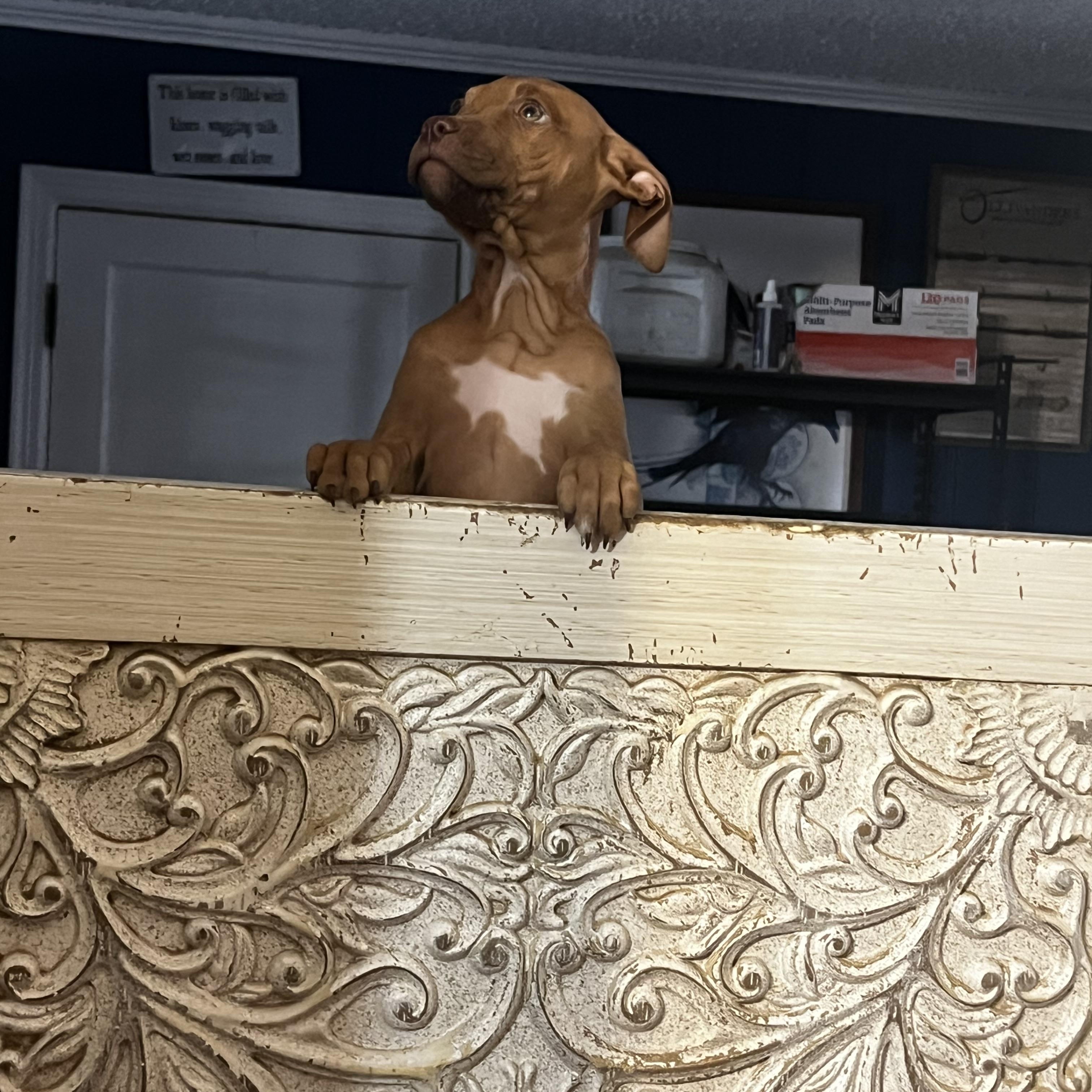 Enlarge Leona, a ADOPTABLE mixed breed in Murray, KY image 5/6