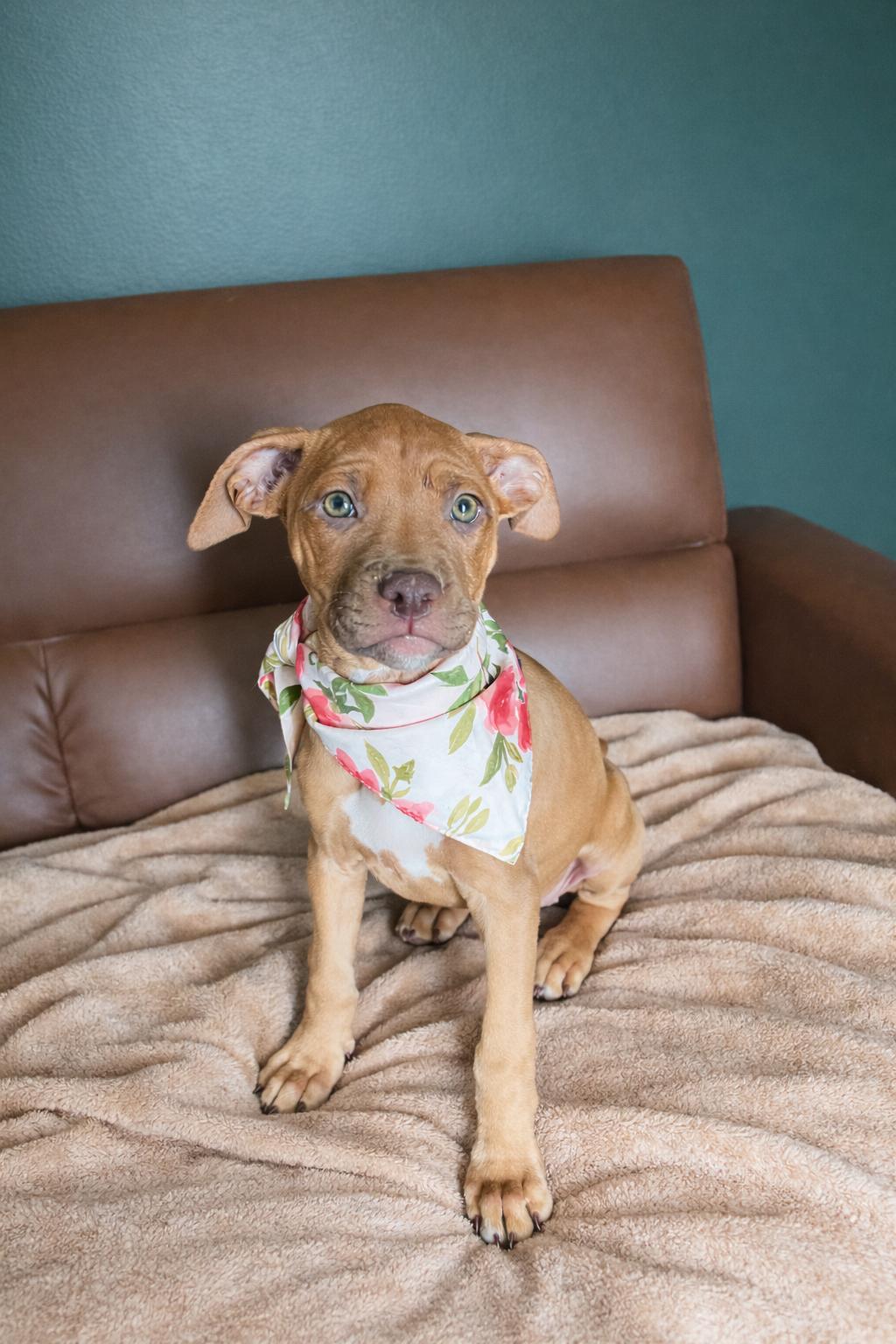Enlarge Leona, a ADOPTABLE mixed breed in Murray, KY image 3/6