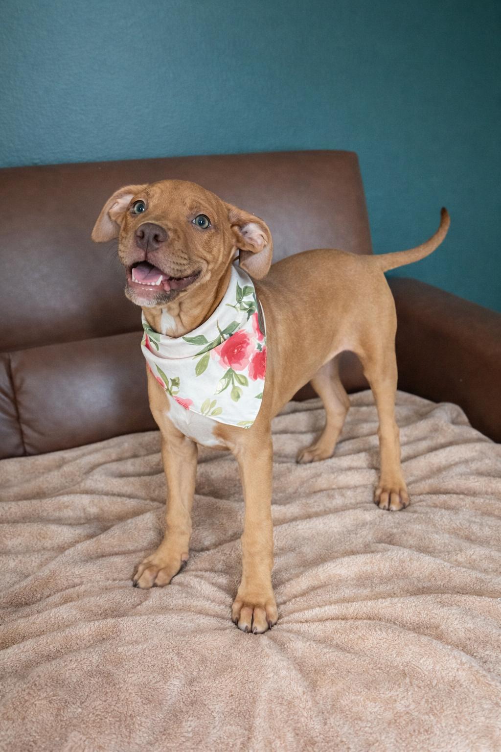 Enlarge Leona, a ADOPTABLE mixed breed in Murray, KY image 1/6