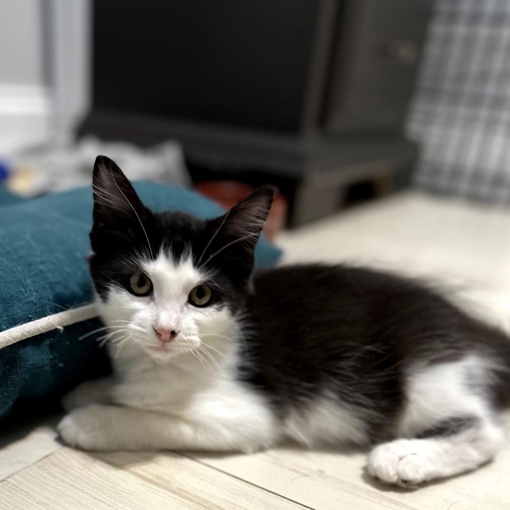 Enlarge Cinnamon Roll, a Adoptable Domestic Medium Hair in Juno Beach, FL image 1/2