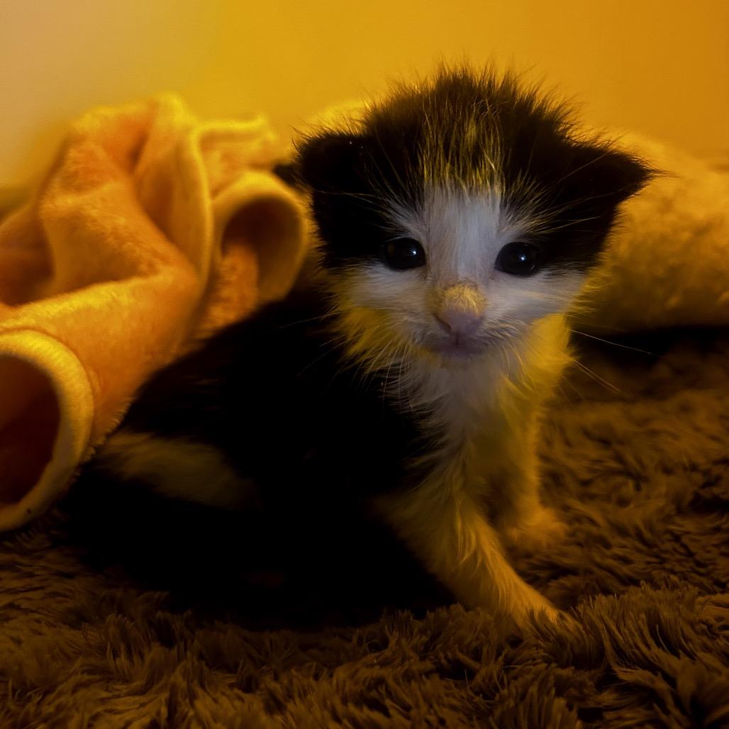 Enlarge Cinnamon Roll, a Adoptable Domestic Medium Hair in Juno Beach, FL image 2/2