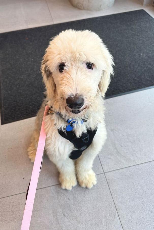 Enlarge Sun, a Adoptable Old English Sheepdog in Long Island City, NY image 1/6