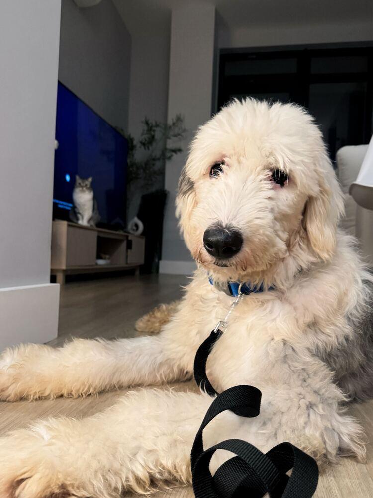 Enlarge Sun, a Adoptable Old English Sheepdog in Long Island City, NY image 2/6