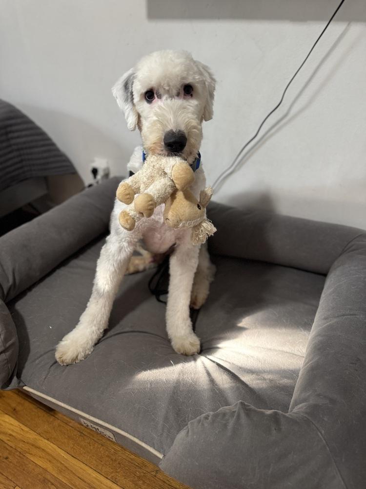 Enlarge Sun, a Adoptable Old English Sheepdog in Long Island City, NY image 4/6
