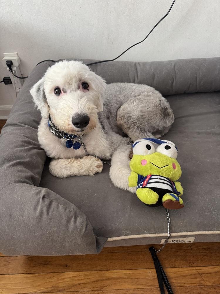 Enlarge Sun, a Adoptable Old English Sheepdog in Long Island City, NY image 5/6