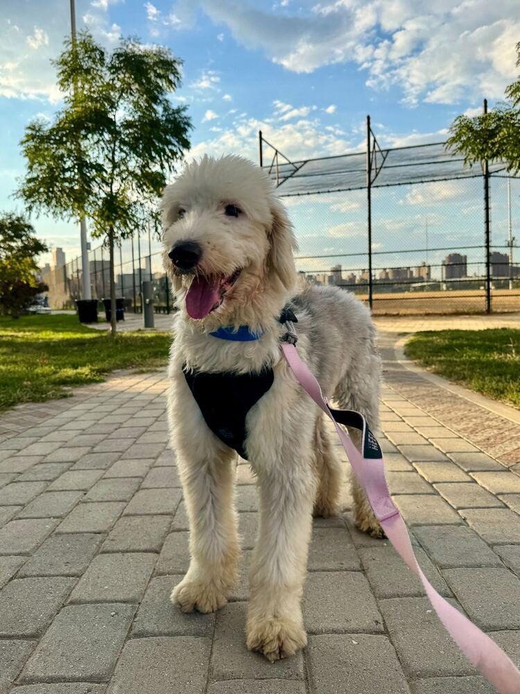Enlarge Sun, a Adoptable Old English Sheepdog in Long Island City, NY image 6/6