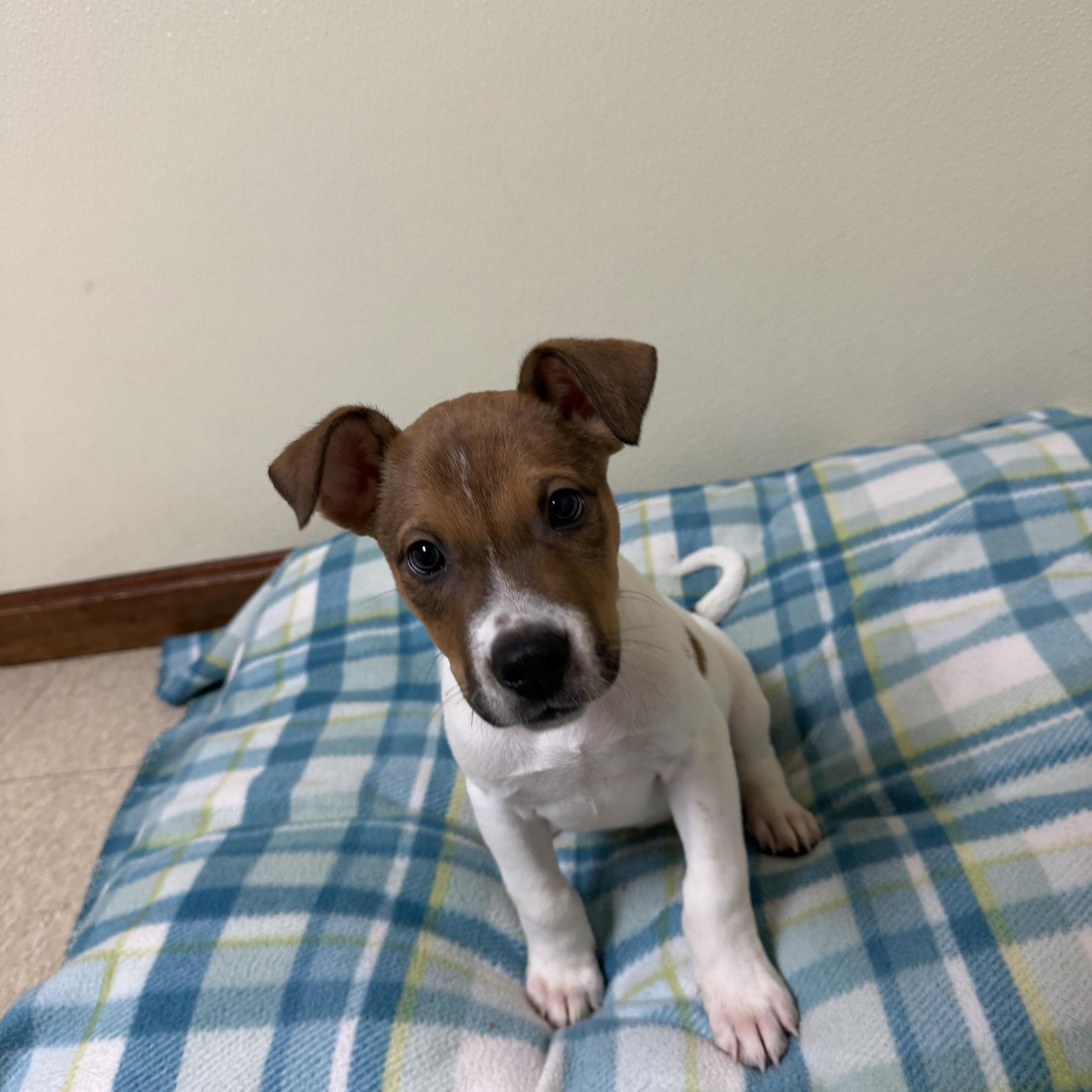 Boodrow, a ADOPTABLE mixed breed in Douglas, MA image 2/5