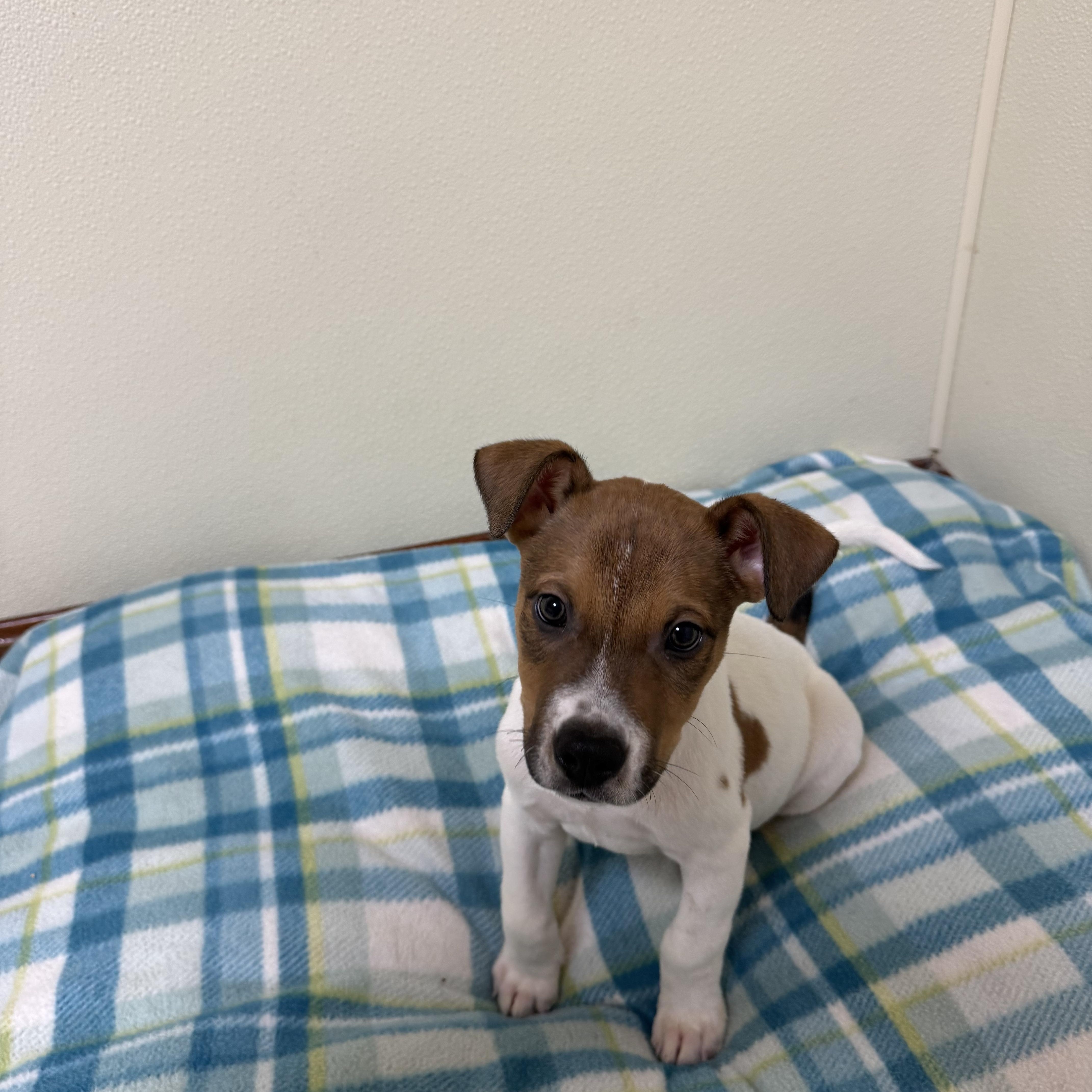 Boodrow, a ADOPTABLE mixed breed in Douglas, MA image 3/5
