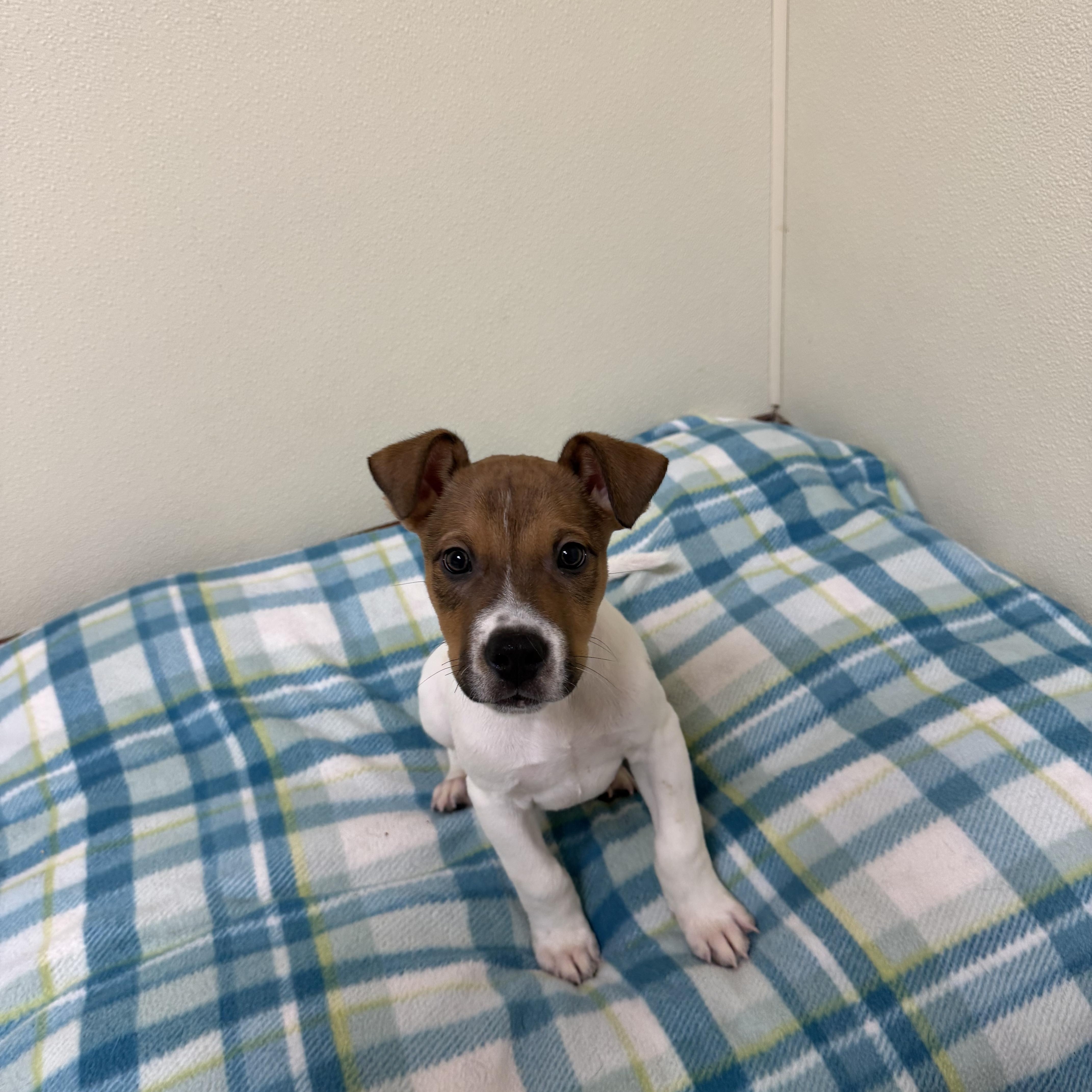 Boodrow, a ADOPTABLE mixed breed in Douglas, MA image 5/5