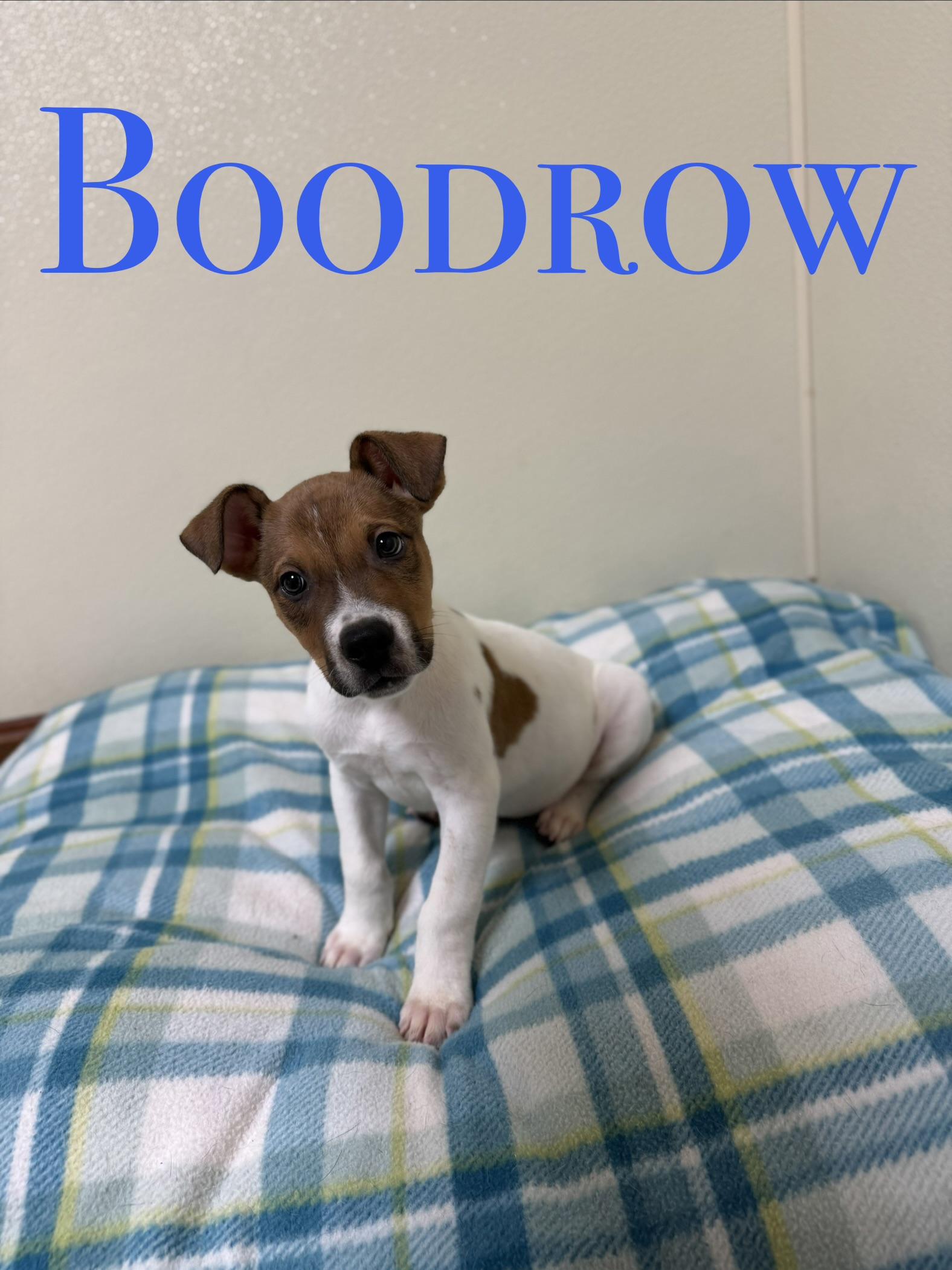 Boodrow, ADOPTABLE, Puppy Male Mixed Breed.