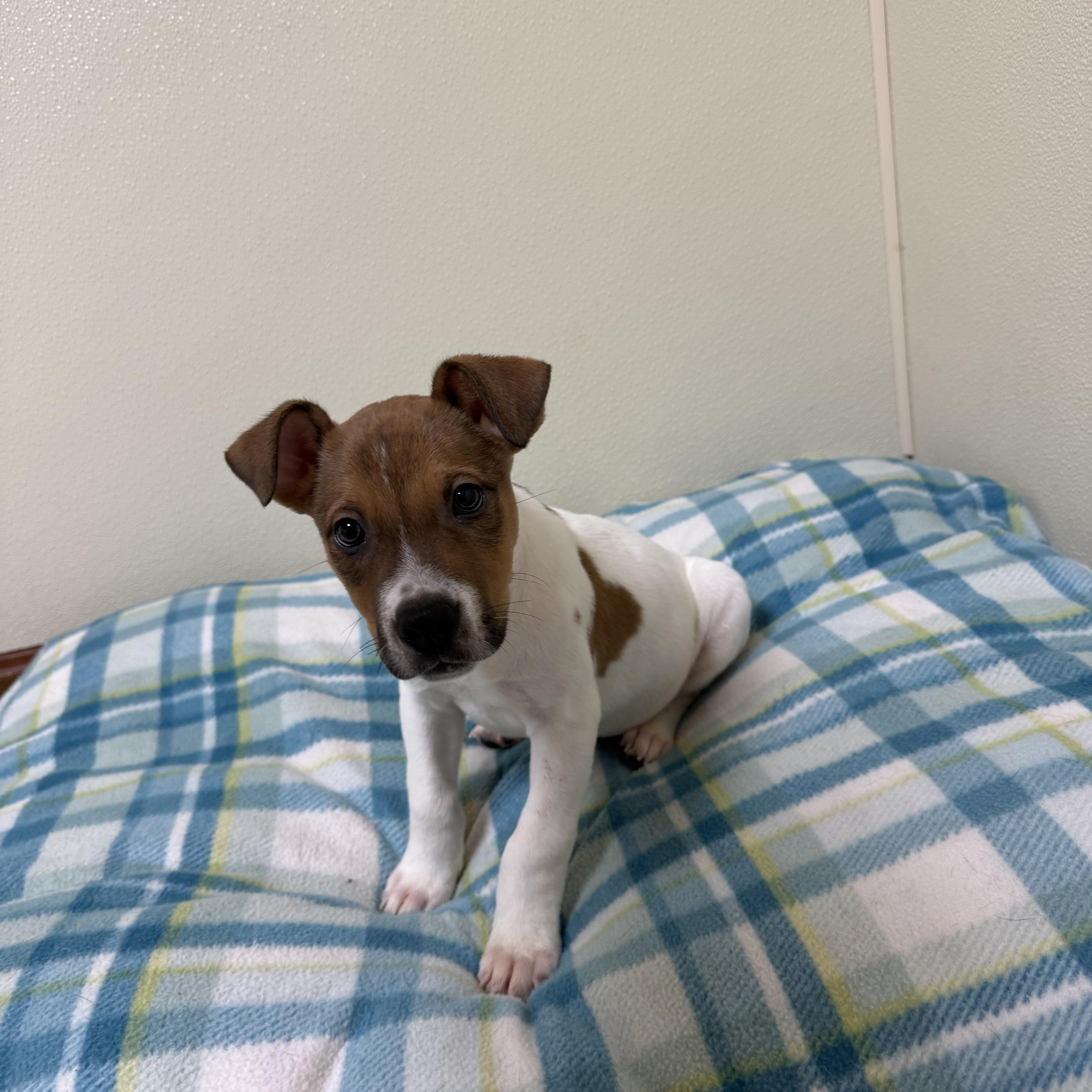 Boodrow, a ADOPTABLE mixed breed in Douglas, MA image 4/5