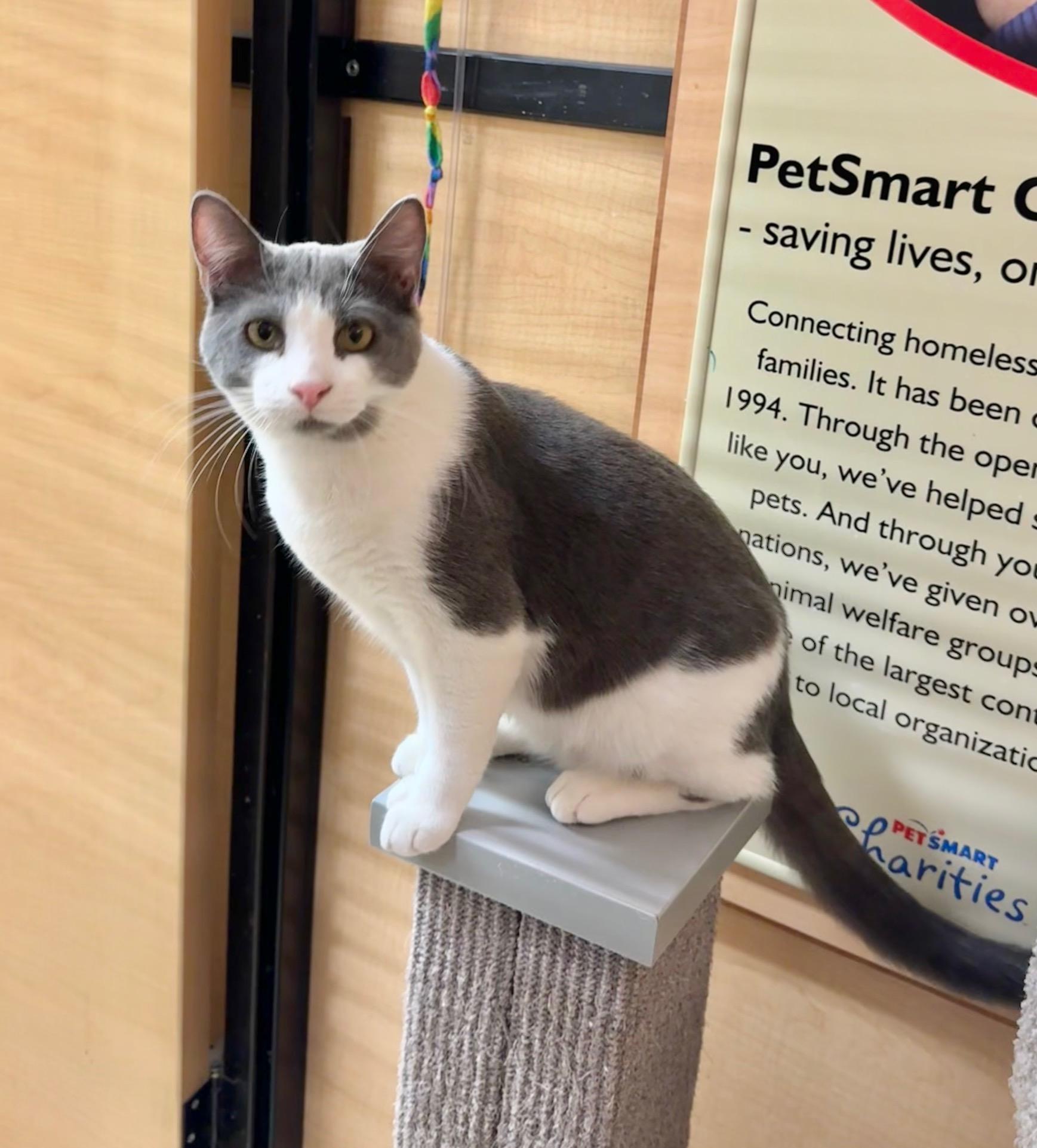 Brady, a Adoptable Domestic Short Hair in Springfield, PA image 1/4