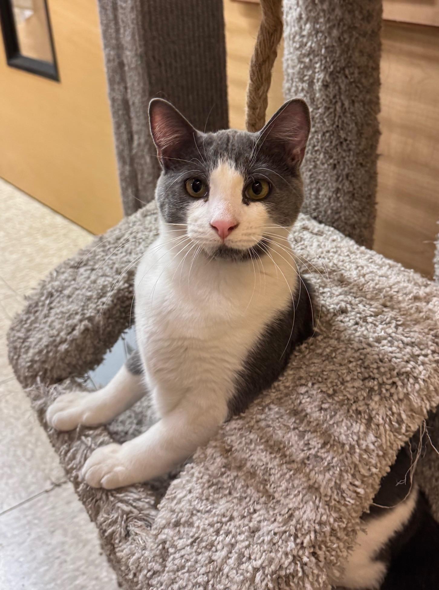 Brady, a Adoptable Domestic Short Hair in Springfield, PA image 2/4