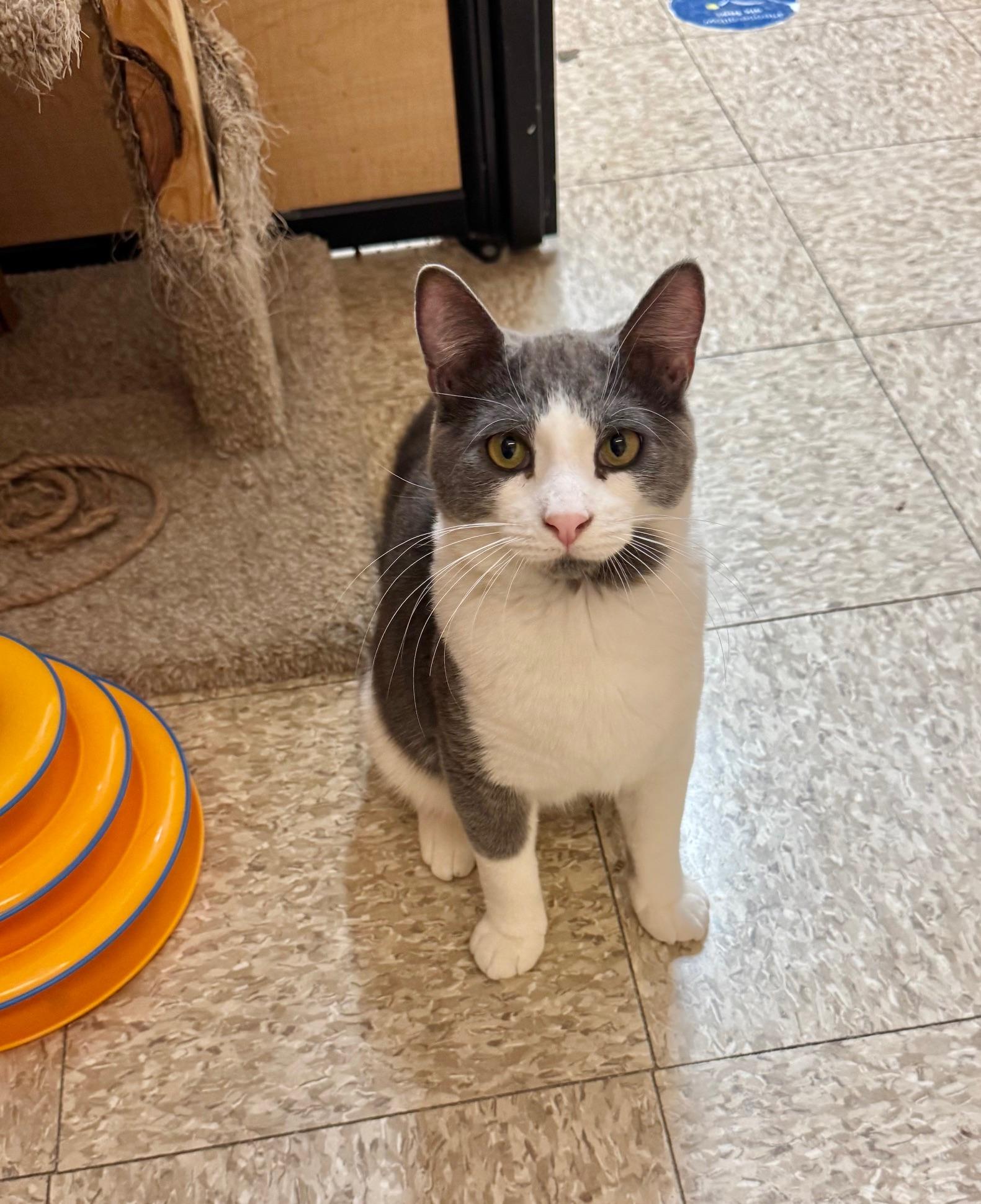 Brady, a Adoptable Domestic Short Hair in Springfield, PA image 3/4