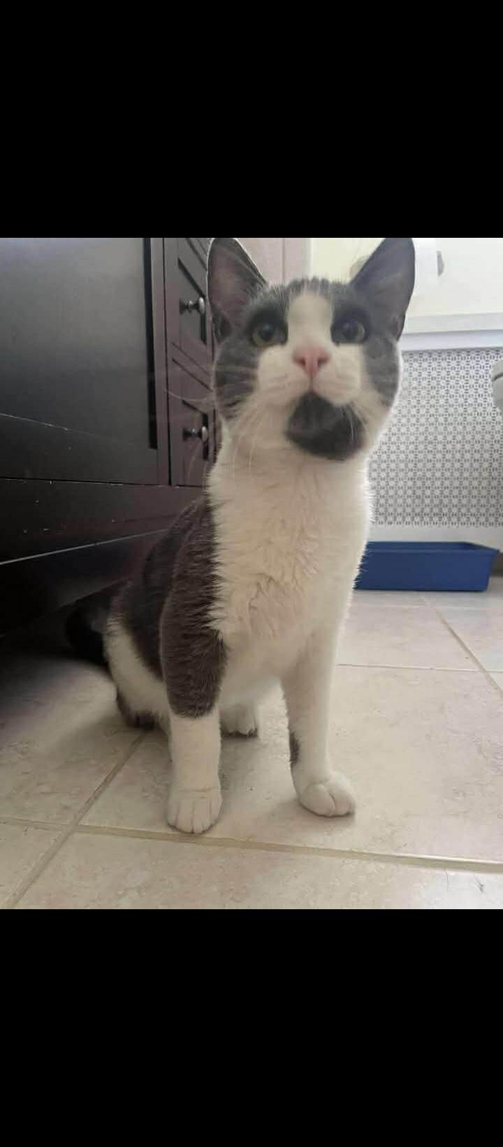 Brady, a Adoptable Domestic Short Hair in Springfield, PA image 4/4