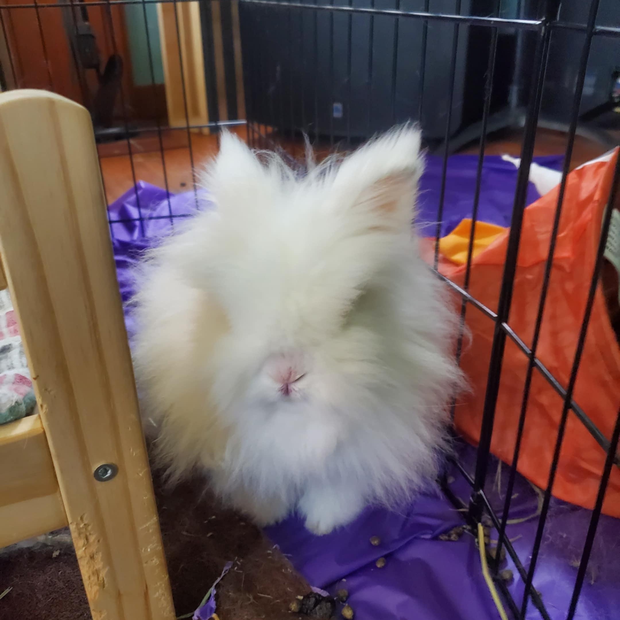 Puff, a Adoptable Lionhead in Coralville, IA image 5/6