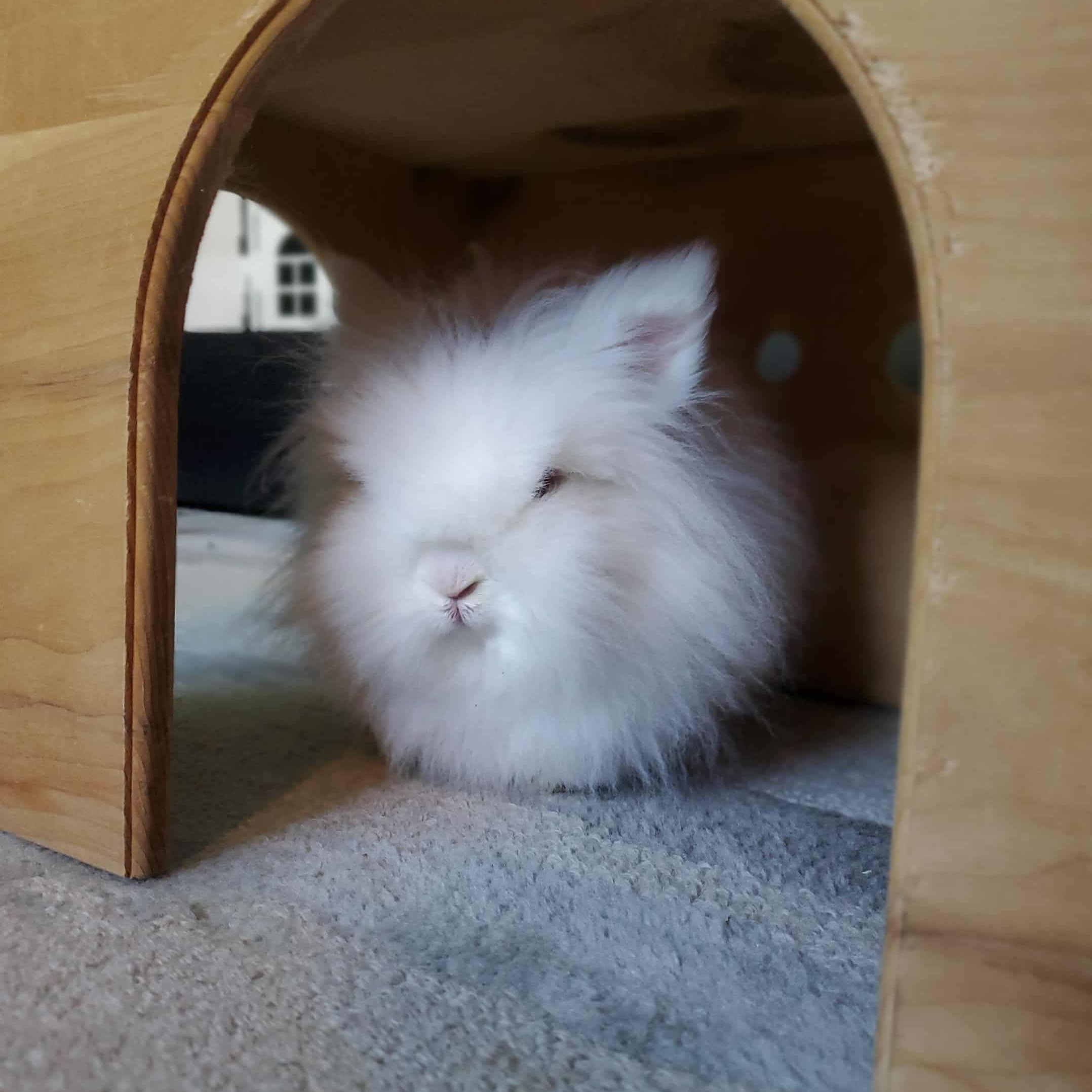Puff, a Adoptable Lionhead in Coralville, IA image 6/6