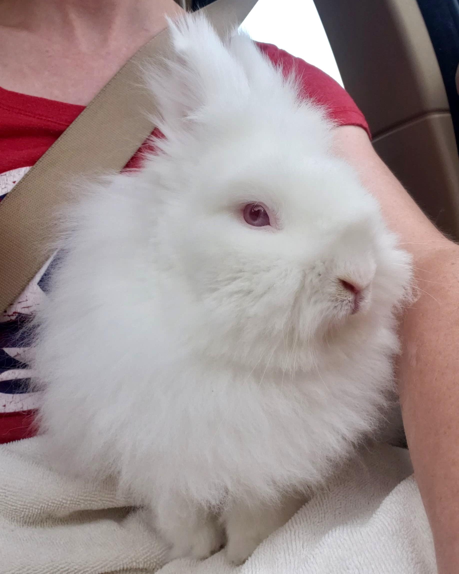 Puff, Adoptable, Senior Male Lionhead.
