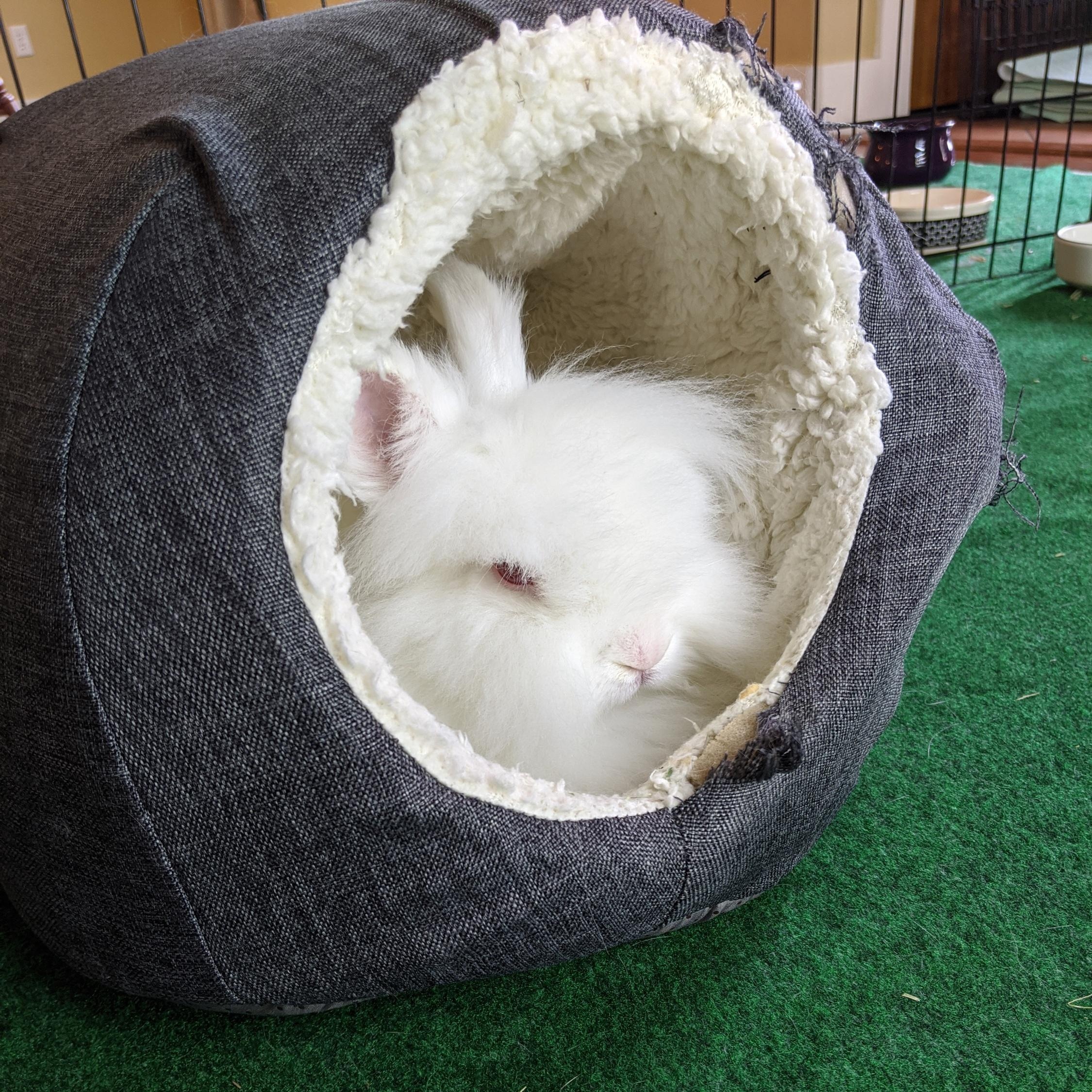 Puff, a Adoptable Lionhead in Coralville, IA image 2/6
