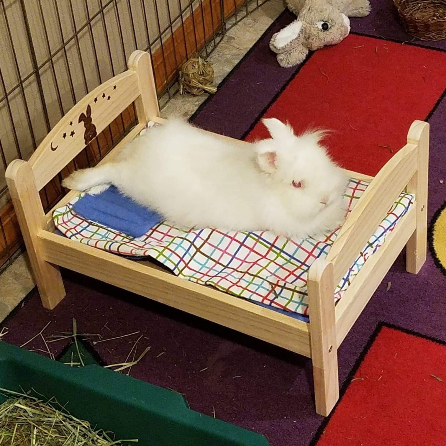Puff, a Adoptable Lionhead in Coralville, IA image 4/6