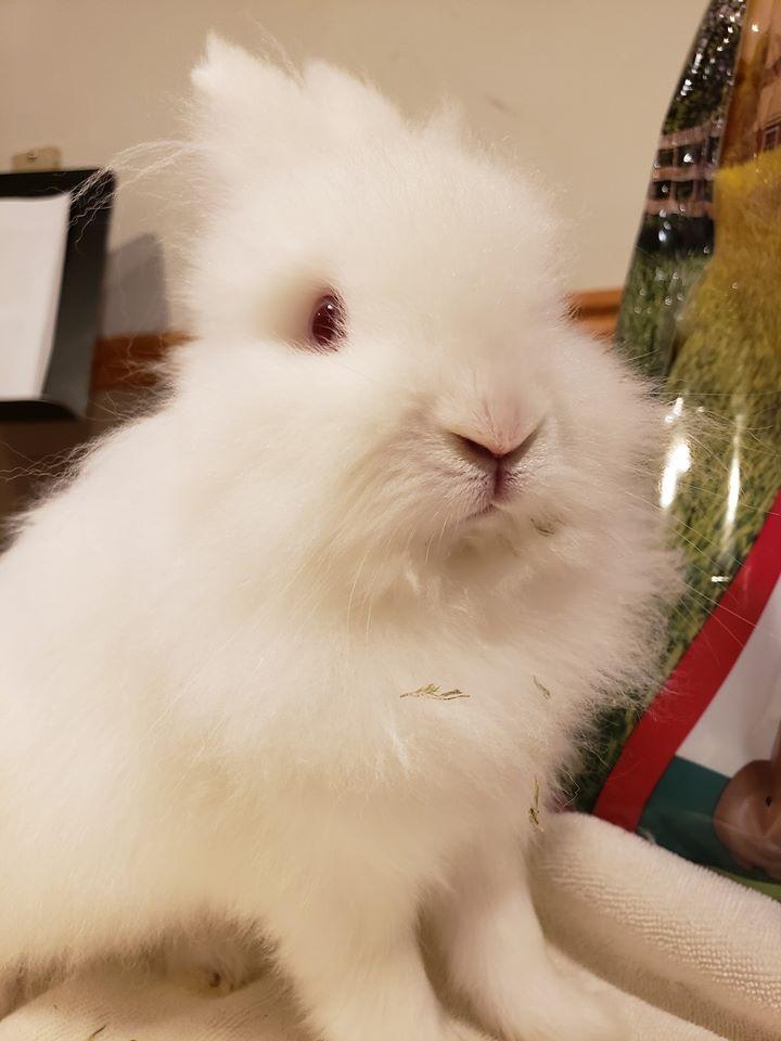 Puff, a Adoptable Lionhead in Coralville, IA image 3/6