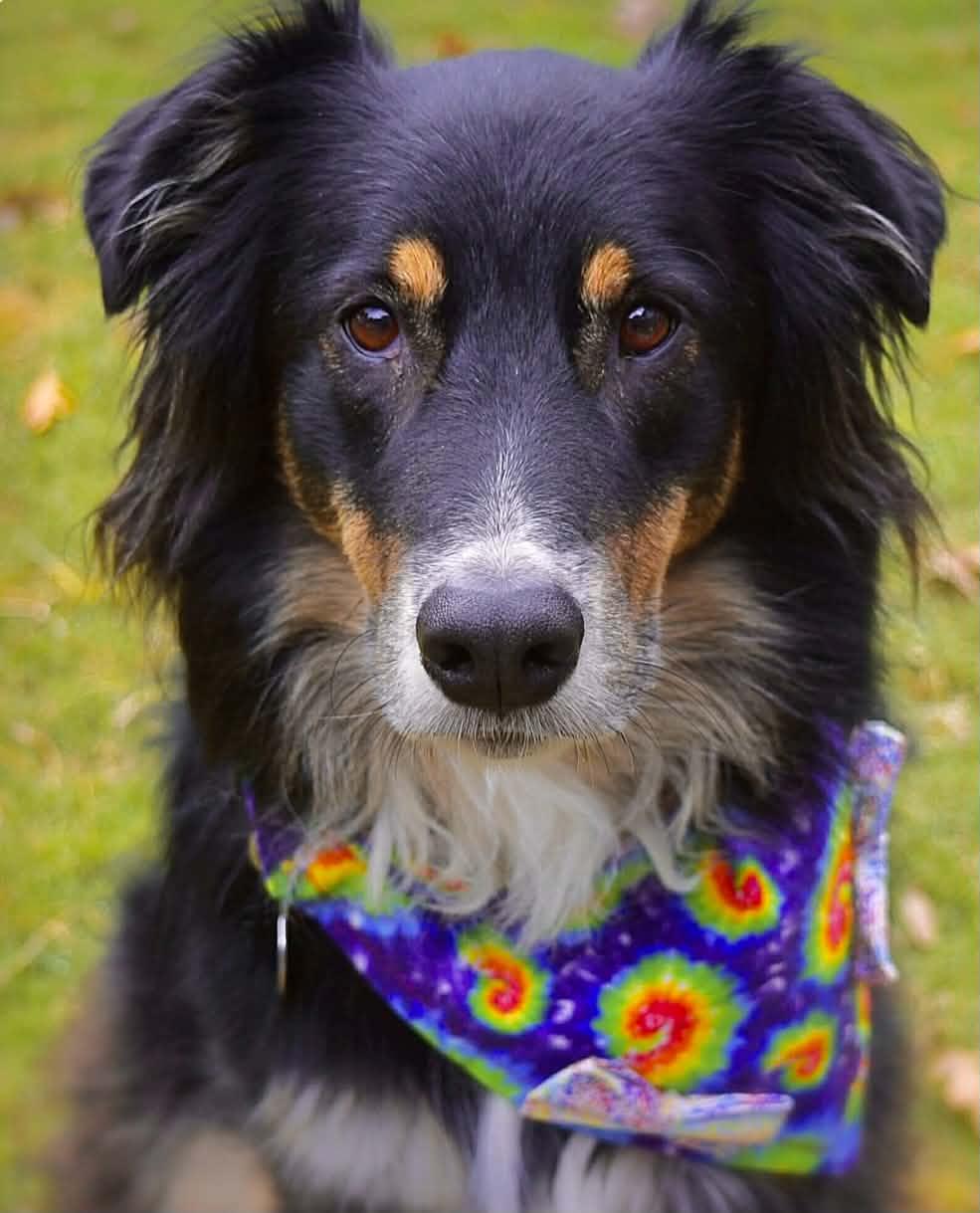 Enlarge ARPH #14692 - Kirby, a Adoptable Australian Shepherd in North Richland Hills, TX image 1/5