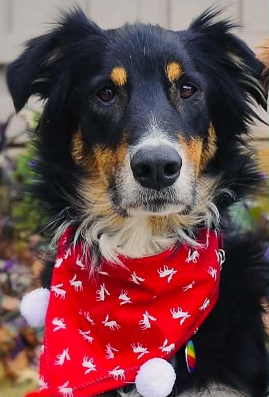Enlarge ARPH #14692 - Kirby, a Adoptable Australian Shepherd in North Richland Hills, TX image 3/5
