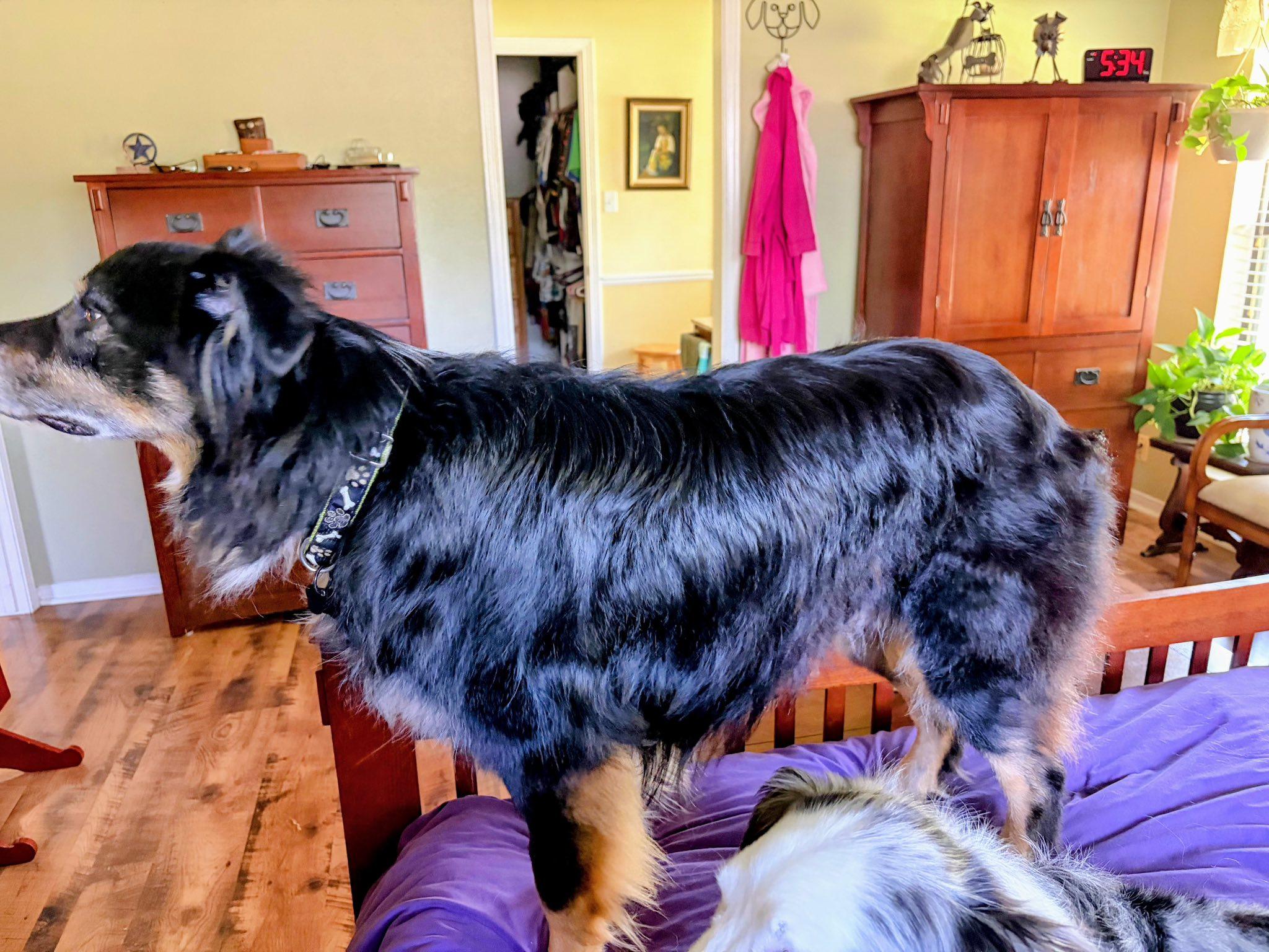 Enlarge ARPH #14692 - Kirby, a Adoptable Australian Shepherd in North Richland Hills, TX image 3/3