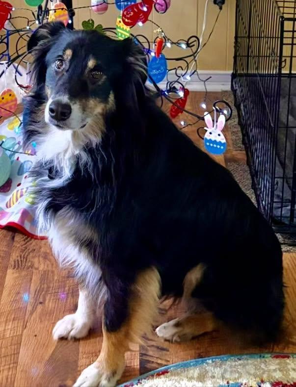 Enlarge ARPH #14692 - Kirby, a Adoptable Australian Shepherd in North Richland Hills, TX image 4/5