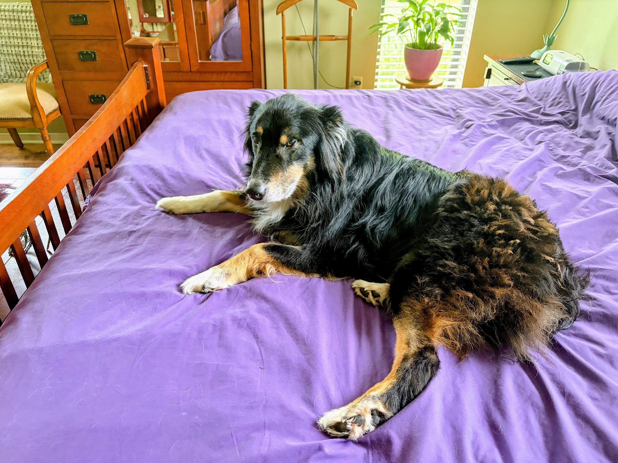 ARPH #14692 - Kirby, Adoptable, Adult Male Australian Shepherd.